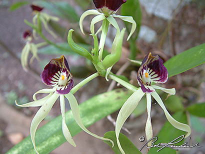 Belize_Orchids05
