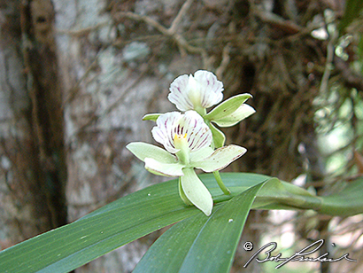 Belize: Orchids