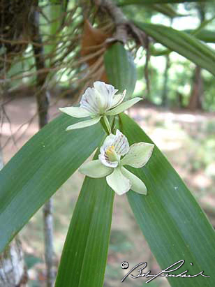 Belize: Orchids