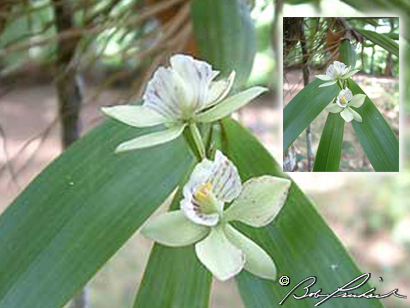 Orchids, Belize