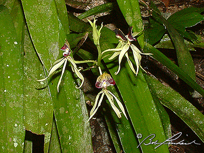 Belize: Orchids #52