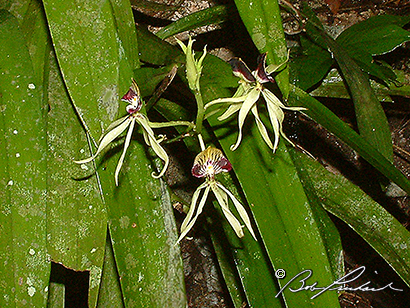 Belize_Orchids52