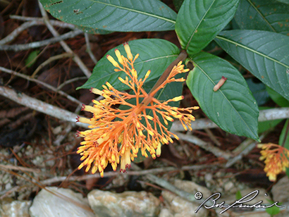 Belize: Palicourea Plant