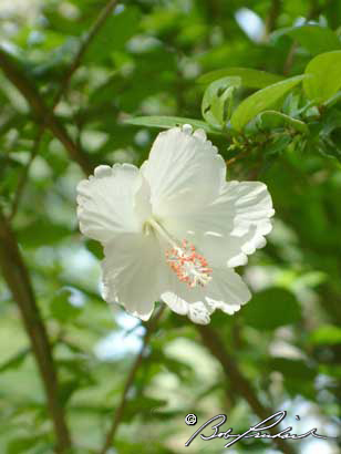 Belize WhiteHibiscus 