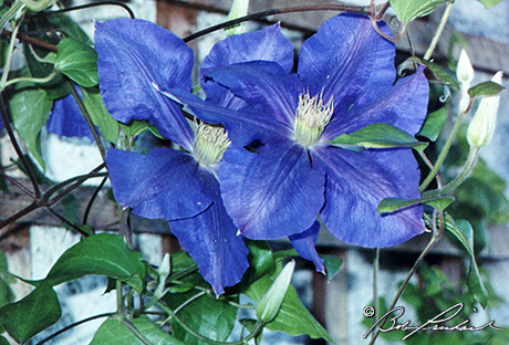 Clematis Flowers