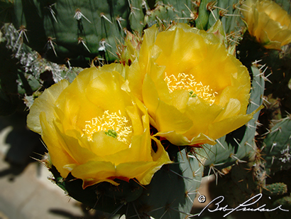 Cactus Flowers 