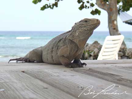 CaymanIslandsIguana0086