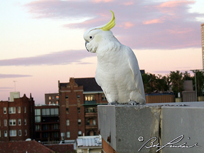 CockatielAU0971