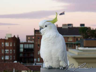 CockatielAU970
