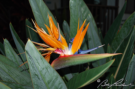 Bird Of Paradise