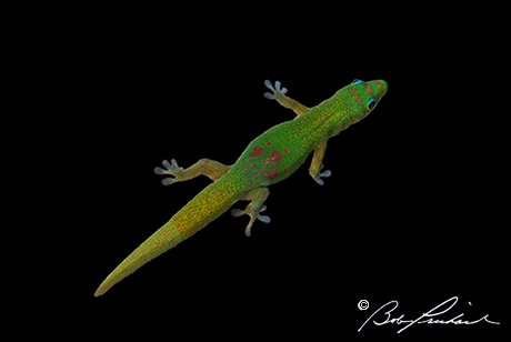Hawaii_Gecko232