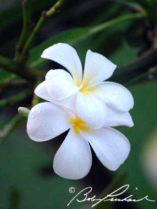 Hawaii: Plumeria Flower