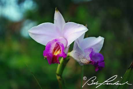 Hawaii: Wild Orchid
