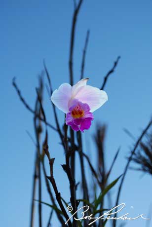 Hawaii: Wild Orchid