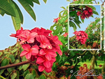 Hawaii, Plumeria