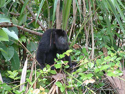 HowlerMonkey91