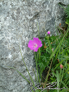 Geranium Sanguineum