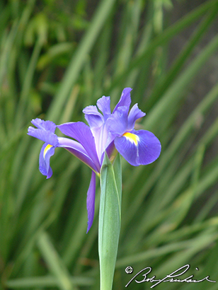 Iris