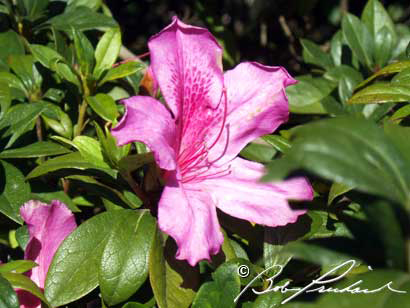 Lake Barrine, Australia: Pink Hibiscus