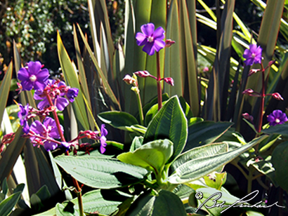 Lake Barrine, Australia: Purple Flowers