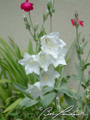 Ireland: Perfumery Flowers