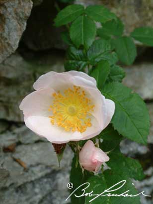 RosaBracteata
