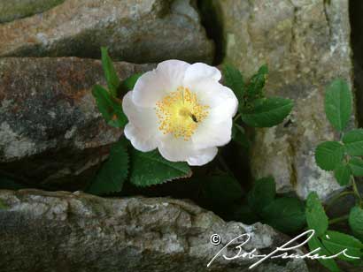 Rosa Longicuspis