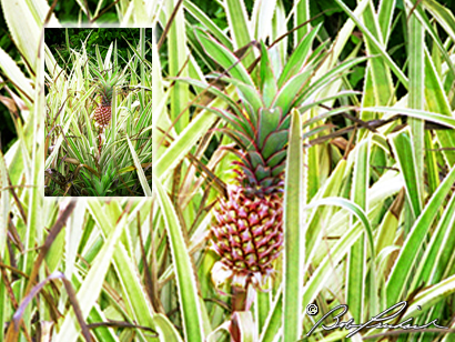 Pineapple, Hawaii