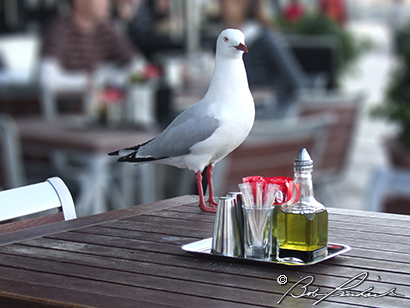 Australia: Seagull Luncheon