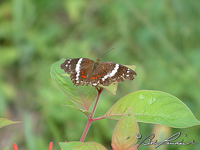 Takal_BandedPeacockButterfly044