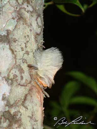 White Flannel Moth