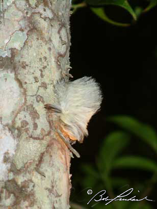 Tikal_WhiteFlannelMoth52