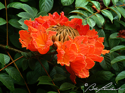 Tulip Tree