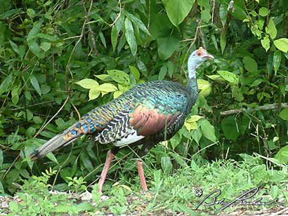 TurkeyGuatemala032