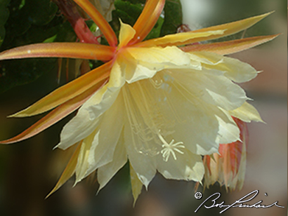 Epiphyllum Oxypetalum, Orchid Cactus