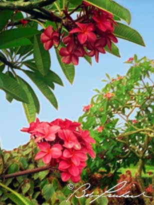 Vertical Plumeria