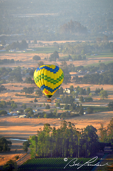 Balloon Over Vineyard
