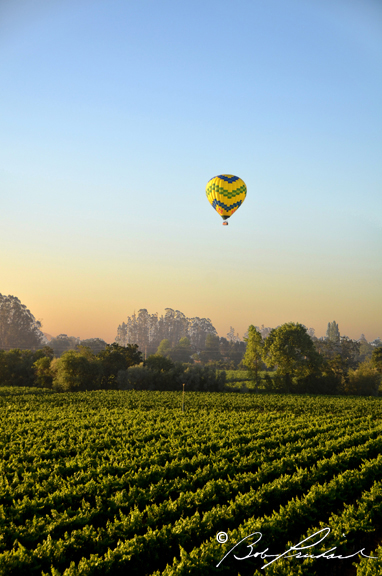 Balloon Over Vineyard