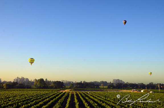 Three Balloons Over Vineyards