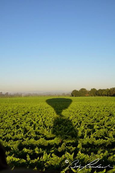 4613 Balloon Shadow On Vineyard