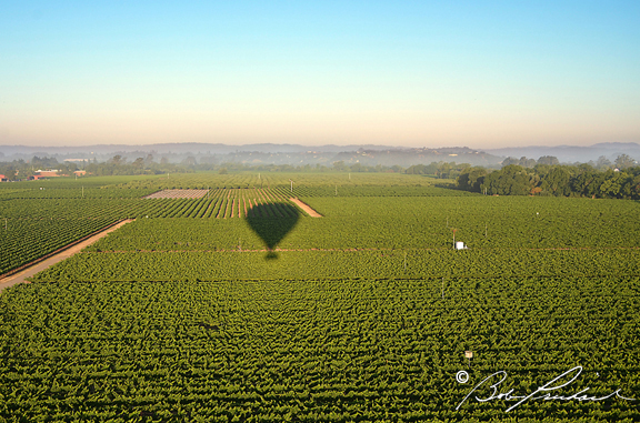 Balloon Shadow Over Vineyards